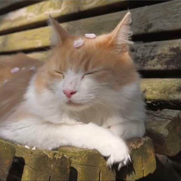 Meet your Posher, Ellie - Picture 1 of 1